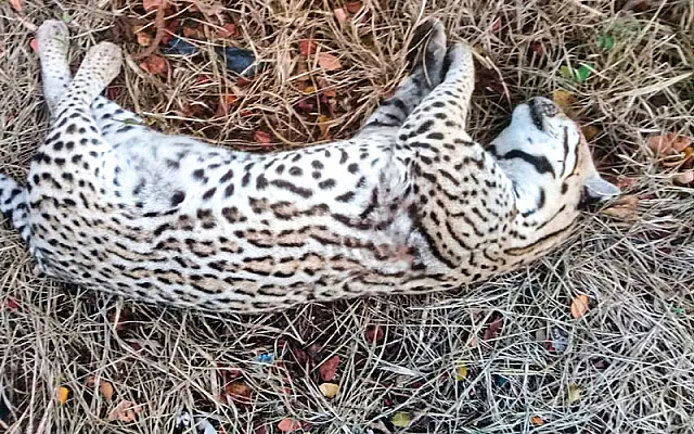 Morador de Taunay encontra jaguatirica morta às margens da BR-262