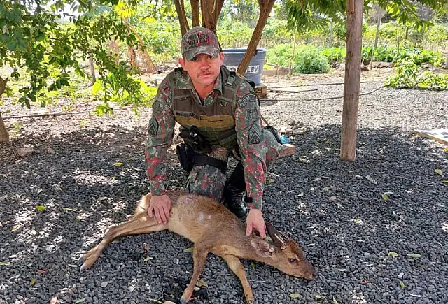 Animal ferido é resgatado em pista de aeroporto de MS