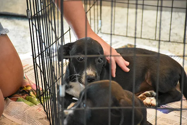 Anastácio promove Feira de Adoção de Cães e Gatos na quarta-feira