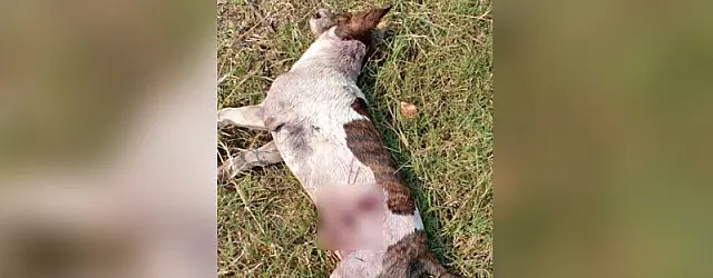Suspeitando até de lobisomen, moradores tentam descobrir quem ou o quê matou cachorro