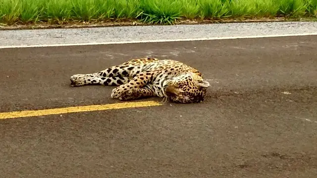 Onça-pintada é encontrada morta na BR-262