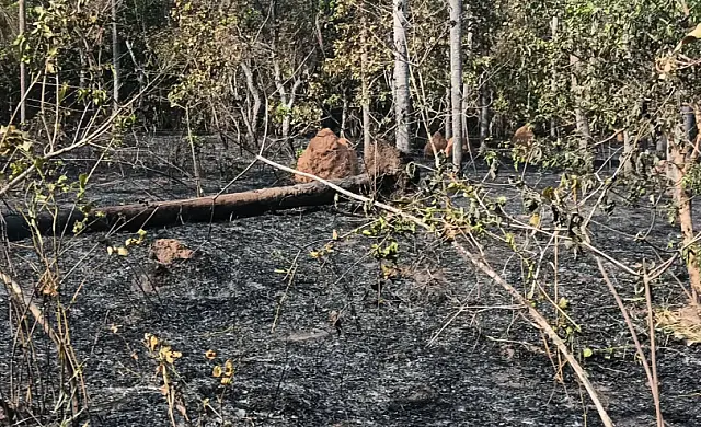 Moradores denunciam incêndio criminoso na Área Verde da Lagoa Comprida