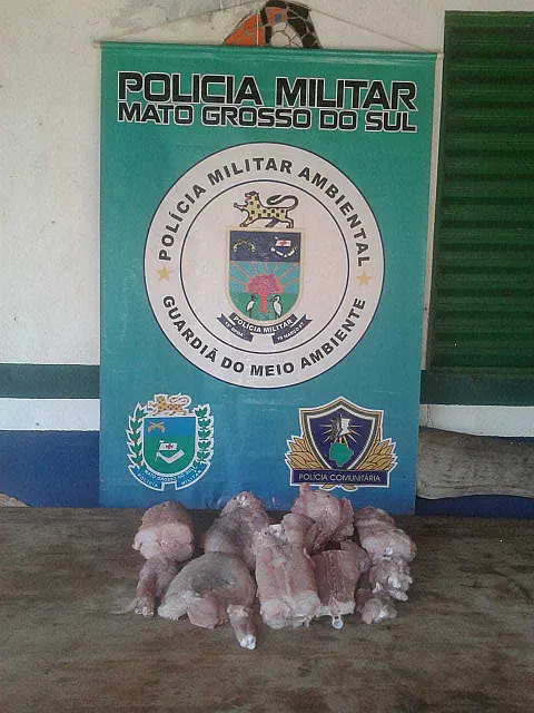 Homem é detido com carne de jacaré em Aquidauana e acaba multado em R$ 5 mil
