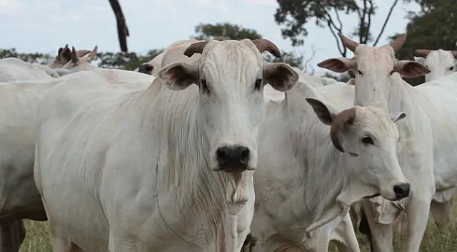 Pecuaristas registram ocorrências de furtos de gado na região de Amambai