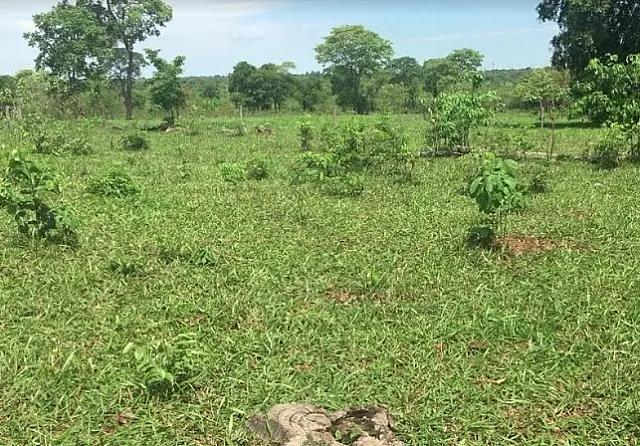PMA autua proprietário rural em R$ 5,7 mil por desmatamento em Terenos