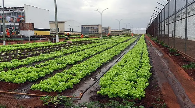 Hortaliças cultivadas em penitenciárias de Jardim e Dourados são doadas