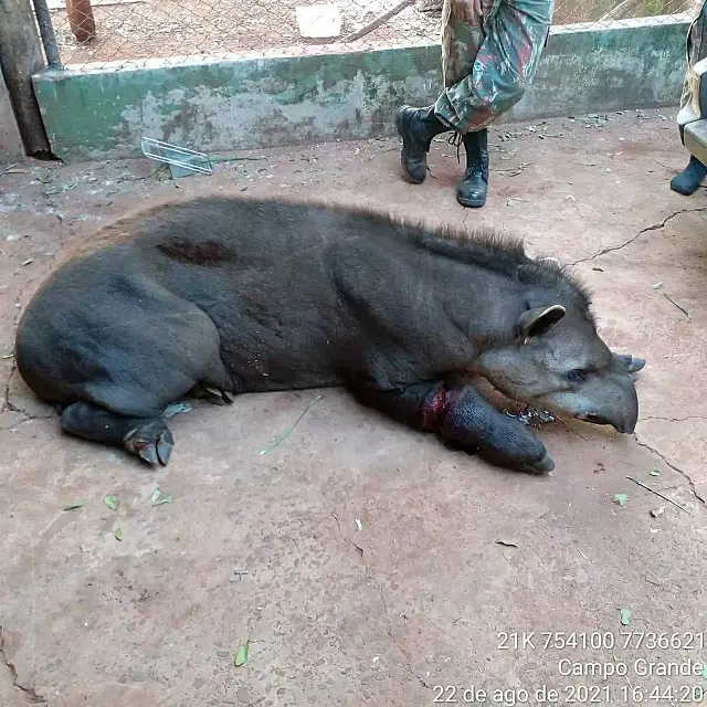 Vítima de armadilha, anta de 200 kg quase tem pata decepada