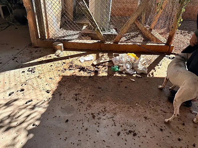 Pitbull é resgatado em situação de maus-tratos em comércio de Campo Grande