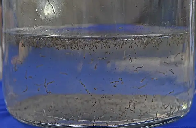 Saúde realiza Dia D de combate à dengue, chikungunya e zika em MS