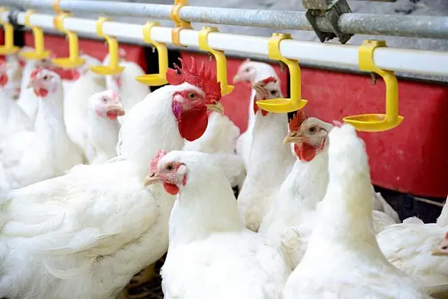 MS tem alta de 50% nas exportações de carne de frango no 1º trimestre de 2020