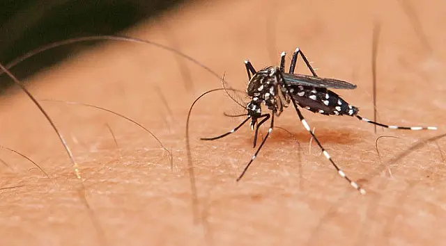 Estado ressalta cuidados para prevenir dengue