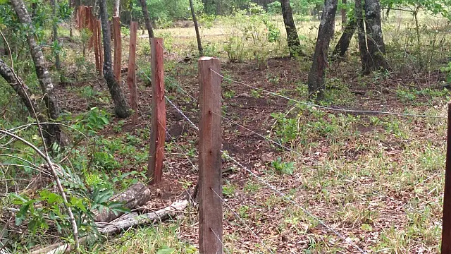 Assentada é multada em R$ 2,1 mil por exploração de madeira em área de reserva