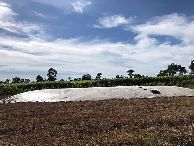 Silagem de capim é alternativa para melhorar alimentação de bovinos no inverno