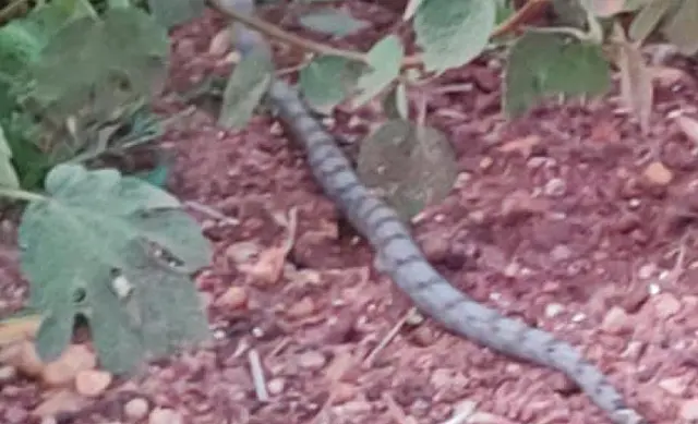 Polícia Ambiental captura jiboia em frente a uma casa em Jardim