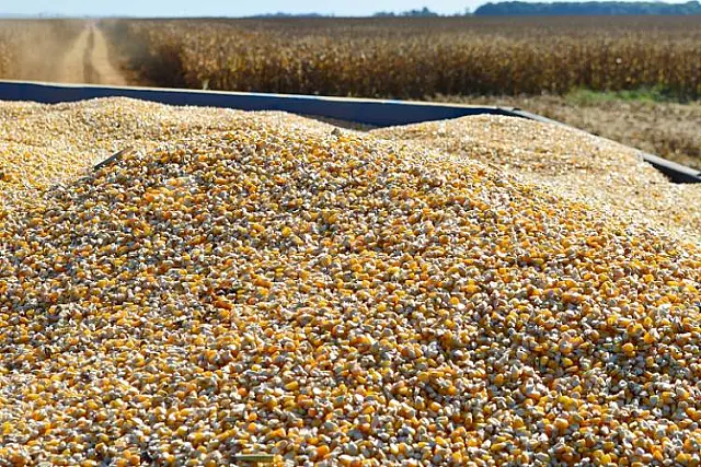 Com alta, saca do milho em Mato Grosso do Sul valoriza 130% em um ano