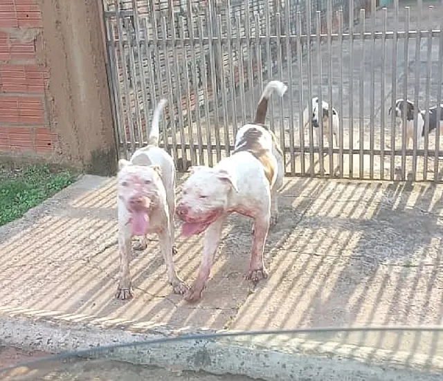 Pit bulls soltos assustam moradores após ataques a cães em Aquidauana