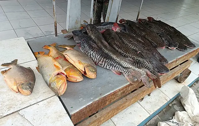 PMA encontra mais de 134 quilos de pescado no porta-malas de carro em MS