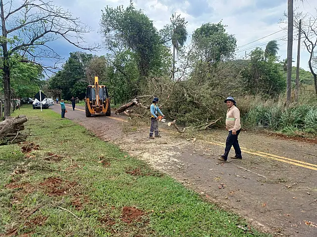 Equipes retiram árvore e liberam trecho da MS-450 em Aquidauana