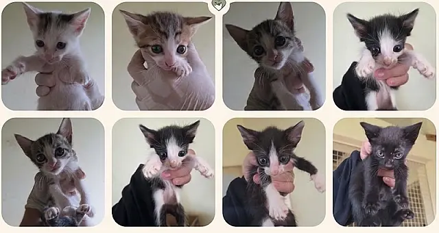 Anastácio tem gatinhos à espera de uma família neste Dia das Crianças