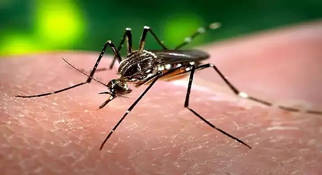 Aquidauana e Anastácio somam 616 casos prováveis de chikungunya em 2026
