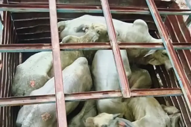 PM Rural orienta produtores após recuperar 20 bovinos em Aquidauana