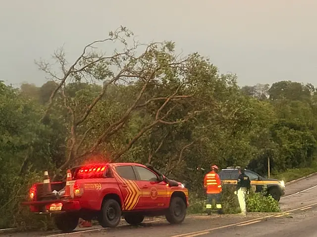 BR-262 registra diversas quedas de árvores após temporal em Anastácio
