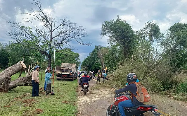 Equipes retiram árvore e liberam trecho da MS-450 em Aquidauana