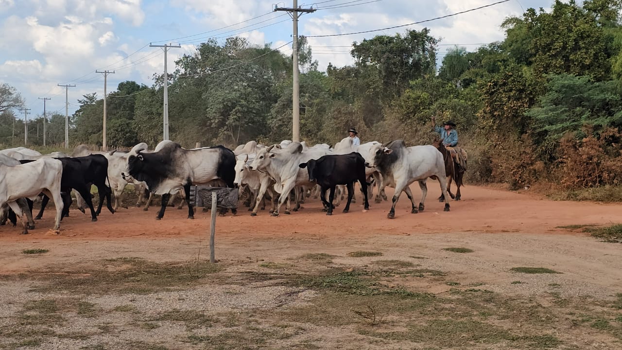 comitiva-gado-travessia-aquidauana-anastacio-2