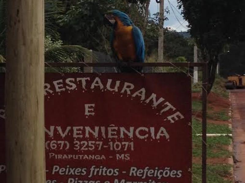 No Pira Restaurante & Conveniência, até uma arara dá boas-vindas aos clientes