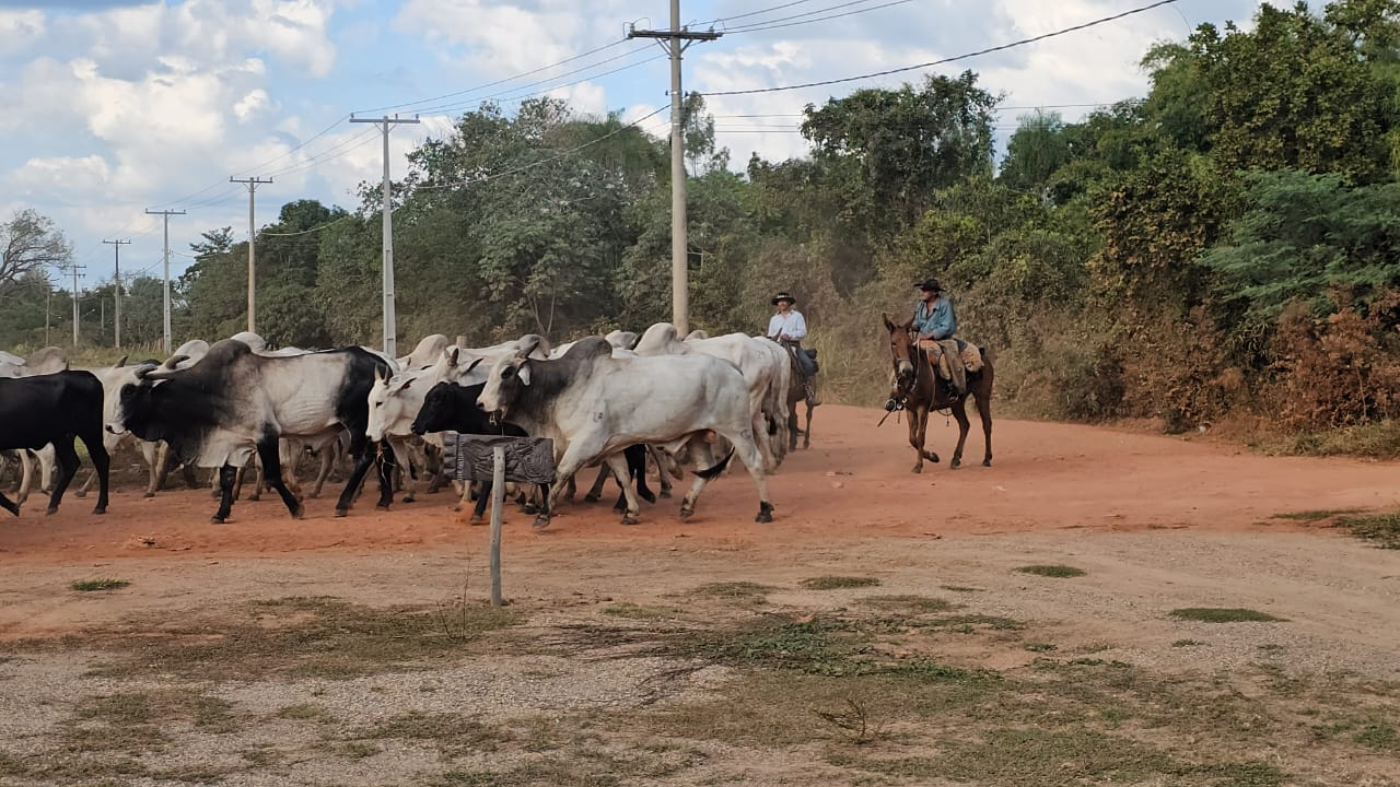 comitiva-gado-travessia-aquidauana-anastacio-3