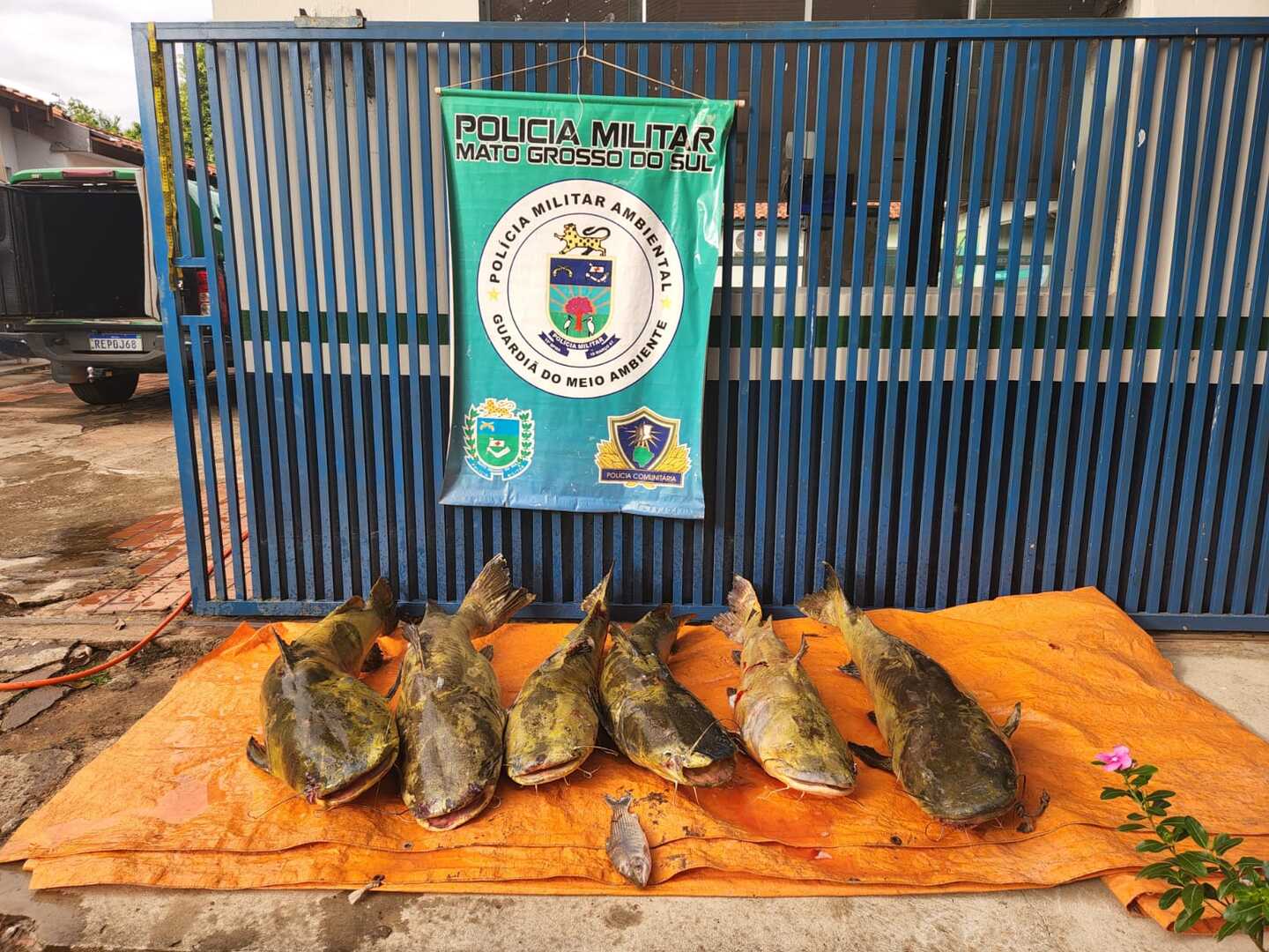 pescado-coxim-18-de-junho-2022-pescador-profissional