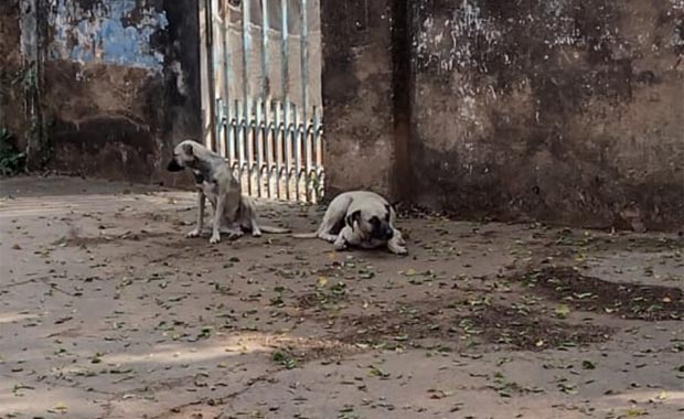 destaque-cachorros