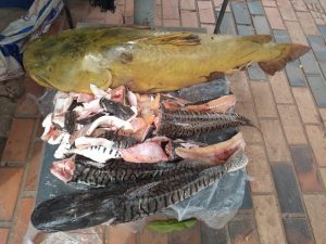 pescado
