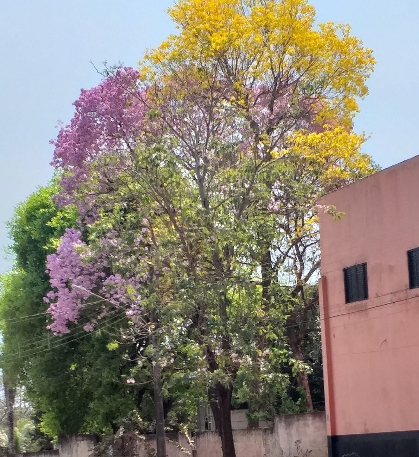 Foto por Arlene Ferreira.