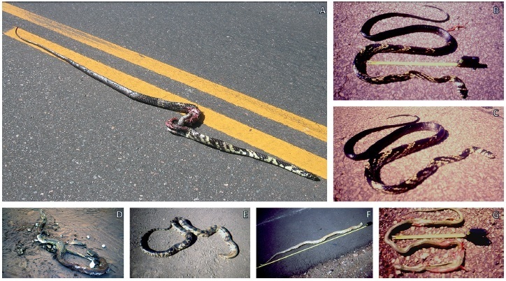 wagner-fischer-cobras