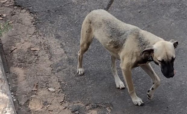destaque-cachorros-03