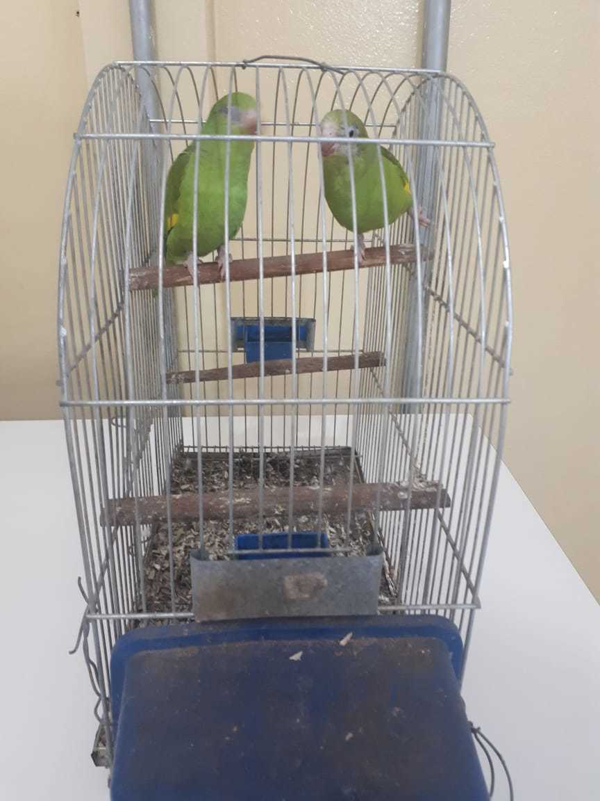 aco6