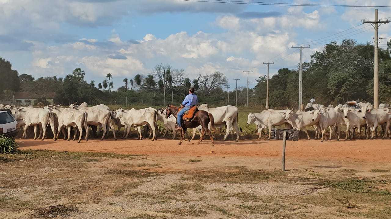 comitiva-gado-travessia-aquidauana-anastacio